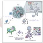 Nature子刊 | 中国科学技术大学尤业字等开发了一种在体内直接形成个性化自噬体肿瘤疫苗的方法