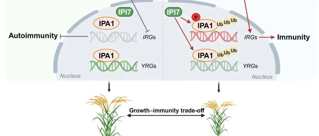 JIPB丨热点评论：水稻E3泛素连接酶调控水稻免疫与产量的平衡