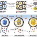 华南理工大学朱伟教授 Adv. Mater.：“硅基无机胶水”助力酶在多孔框架中稳定固定和活性保存