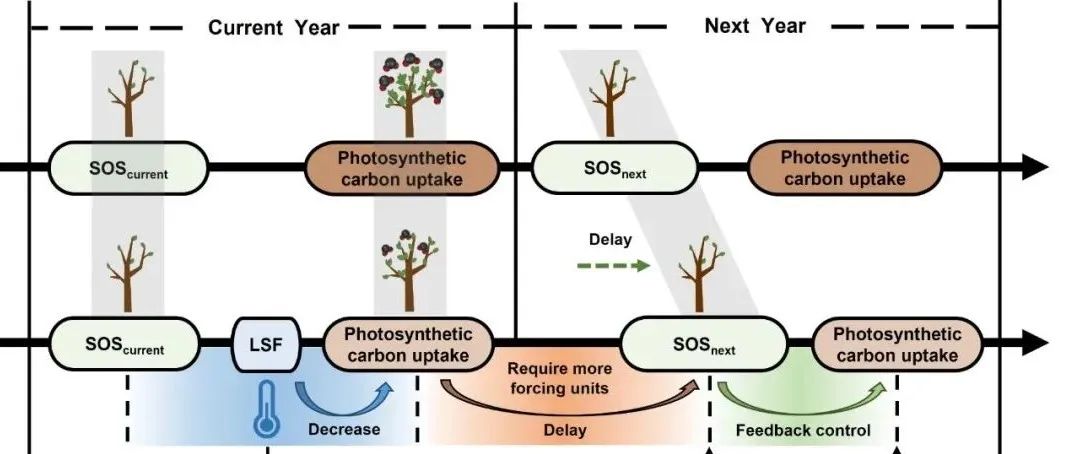 Nature Climate Change | 四川大学陈磊团队联合中科院地理所吴朝阳团队在树木物候领域取得重要进展