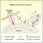 【科技前沿】张宏研究组揭示钙离子/钙调蛋白依赖性蛋白激酶II β（CaMKIIβ）解码内质网钙离子瞬变以触发自噬体形成
