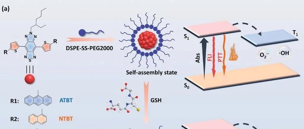 Small丨暨南大学江桂华等团队合作研究构建GSH激活的光诊疗纳米粒以增强鼻咽癌的光动力-光热治疗性能