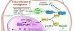 Science子刊 | 中山大学梁振兴/康亮/兰平发现GPT1的表达下调与结直肠癌（CRC）的发生和发展密切相关