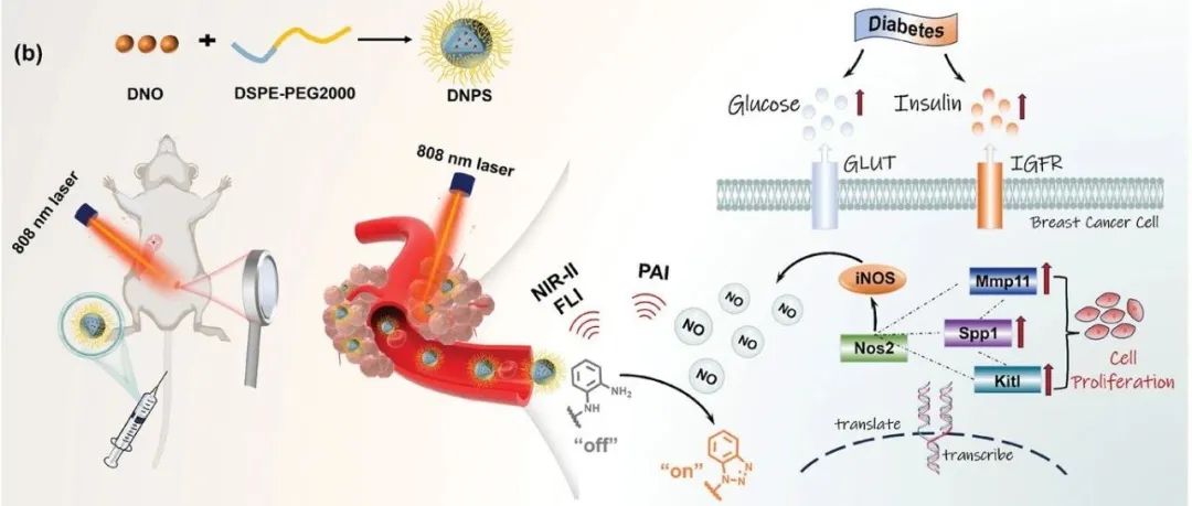 【Adv.Mater】为糖尿病相关乳腺癌机制量身定制的NIR-II荧光/光声纳米传感器的合理设计