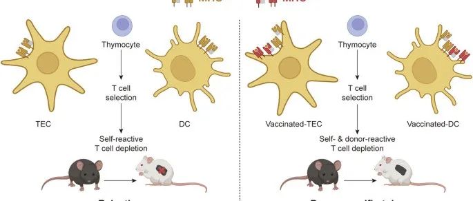 Cell Res丨同济大学医学院章小清/刘玲合作研究提出供体 MHC 特异性胸腺疫苗接种可实现免疫相容的同种异体移植