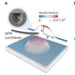 北京大学戴兆贺课题组 Nano Lett.：“越硬越粘” - 纳米薄膜的多尺度粘附行为