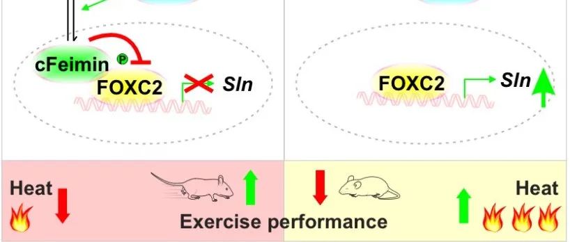 Nat Metab  | 清华大学王一国团队发现“肌泌降糖素（Feimin）”调控运动产热及耐力的机制
