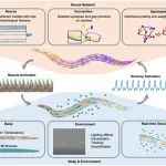 Nat Comput Sci | 北京大学马雷课题组开发数据驱动的整合秀丽线虫模型，揭示线虫神经网络结构对行为的影响