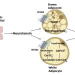 Cell Res | 复旦大学李晋/黄河/郑琰发现淋巴内皮细胞调控进食的分子机制