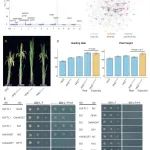 上海师范大学黄学辉/魏鑫团队发表最新研究成果！发现水稻抽穗期基因遗传互作新线索