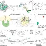 Cell Chem. Biol. | &#8203;开发募集FKBP12的化学诱导邻近DNA编码文库用于发现自噬增强剂