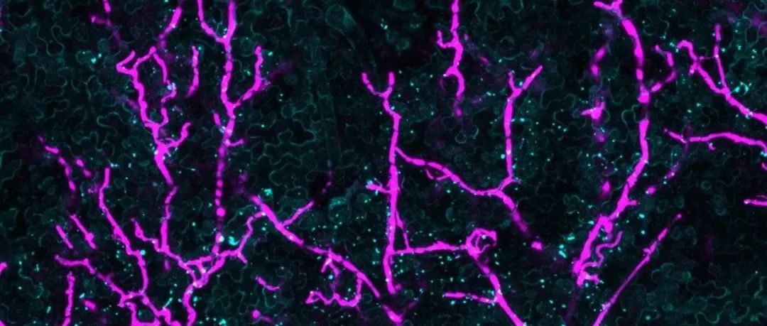 连发《PNAS》和Science子刊，南京农业大学“国家杰青”团队博士生在大豆根腐病“迷向剂”方面取得新进展