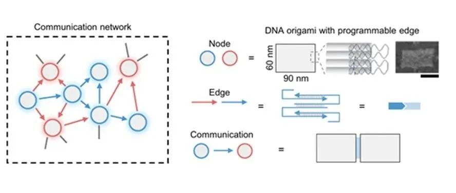 文献分享 | Nat. Commun. 基于 DNA 纳米结构识别的人工分子通讯网络