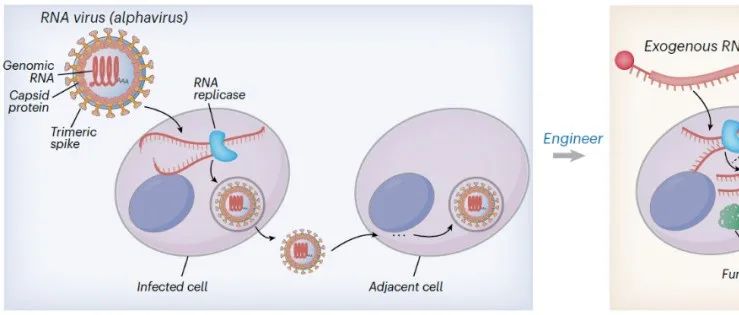 Nat Chem Biol | 林一瀚团队开发哺乳动物细胞中RNA复制介导的连续定向进化新方法