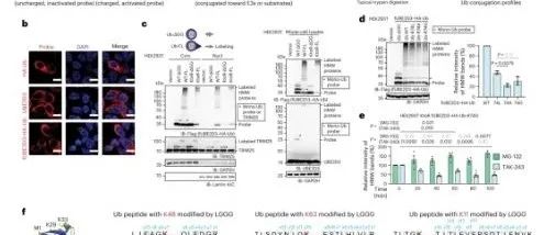 Nat.Chem.Bio.| E2-Ub-R74G策略揭示了活细胞中E2特异性泛素化特征