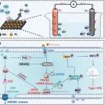 苏州大学程亮Adv Mater：锰原电池干预肿瘤代谢增强cGAS-STING激活用于氢气-免疫治疗