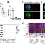 PNAS | 中国科学院戴建武研究揭示脊髓损伤后室管膜细胞和星形胶质细胞的谱系命运可塑性