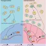 Aging Cell  | 清华大学邓海腾课题组揭示TGM2是抑制小胶质细胞衰老相关分泌表型的潜在靶标