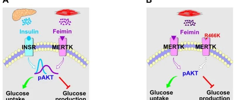 Nat Metab | 清华大学王一国团队与合作者发现新的降糖激素Feimin（肌泌降糖素）