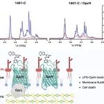 Cell Chem. Biol. | 通过多重筛选发现靶向细菌外膜蛋白-LPS相互作用的小分子