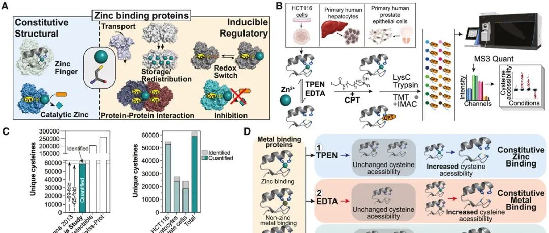 Cell | 人类锌结合半胱氨酸蛋白质组