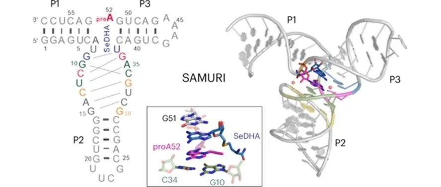 文献分享|nature chemical biology：利用SAM的核酶SAMURI的结构和催化活性