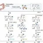 STTT丨四川大学戴伦治团队发现低输入氧化还原组学有助于全面识别肠道氧化应激的代谢调节因子