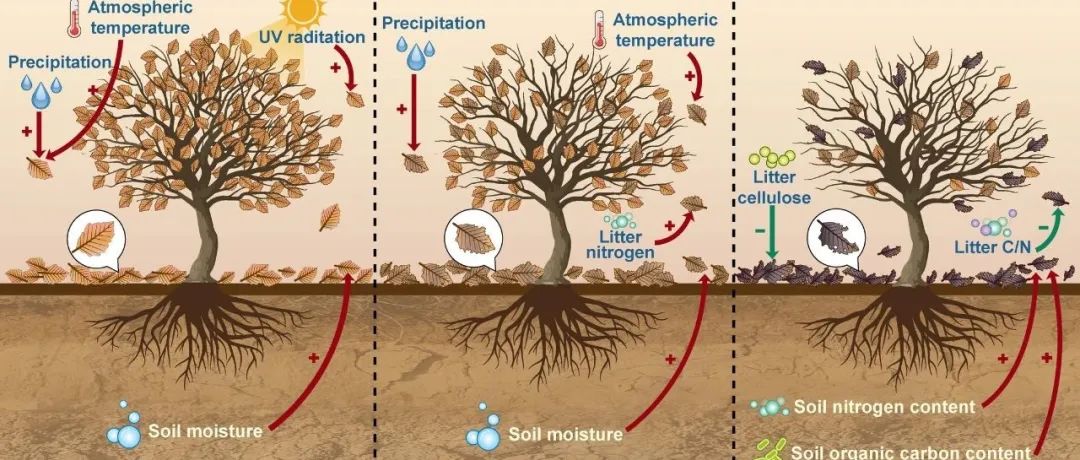 全球尺度评估丨GLOBAL CHANGE BIOL：全球旱地生态系统中凋落物分解率的模式和驱动因素