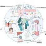 Crit Rev Food Sci Nutr | 华中科技大学刘智教授携手昆明医科大学揭示植物乳杆菌研究进展