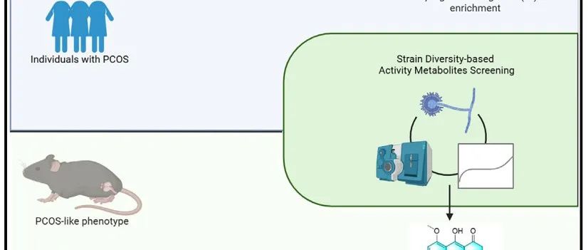 Cell子刊 | 北京大学庞艳莉/乔杰揭示了肠道真菌及其次级代谢产物在多囊卵巢综合征发病机制中的关键作用！