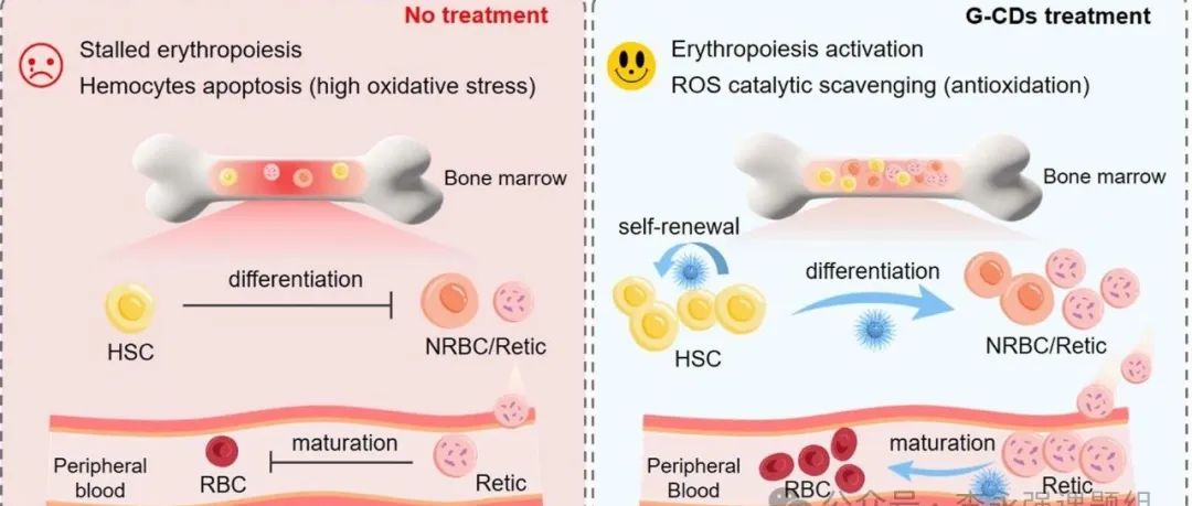 课题组工作 | ACS Nano | 阿胶衍生碳点通过激活红细胞生成和消除氧化应激治疗再生障碍性贫血