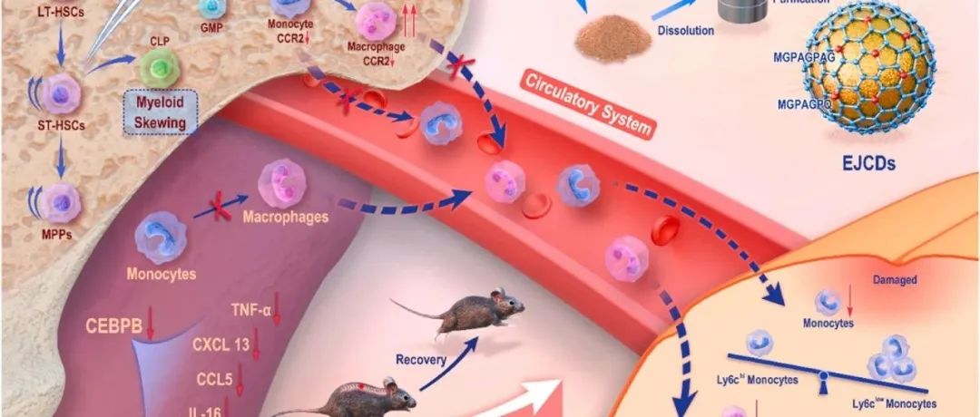 课题组工作| Bioactive Materials |对骨髓和脾脏具有双重调节作用的阿胶碳点用于脊髓损伤治疗