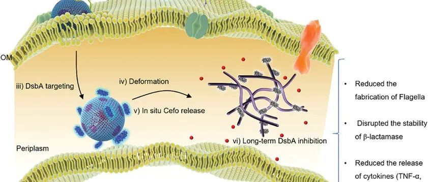 文献分享 | Adv. Mater. | 相分离纳米抗生素通过精确靶向周质EcDsbA提高多重耐药大肠杆菌脓毒症的生存率