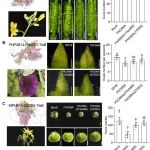 IF=11.7||上海交通大学林文慧团队与合作者揭示细菌侵染非宿主植物诱导植物防御性生殖的新机制