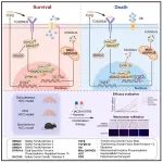 Cell子刊 | 上海交通大学覃文新等发现DYRK1A-TGF-β信号轴决定肝细胞癌对OXPHOS抑制的敏感性！