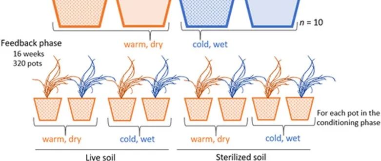 植物土壤反馈| J ECOL：气候驱动的多年生禾本科植物-土壤反馈变化