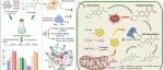 华南师范大学刘有胜团队JHM｜蛋白核小球藻共代谢降解诺氟沙星：碳源影响、生物转化机制和关键驱动基因