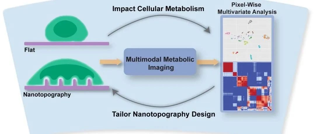 加州大学圣地亚哥分校石玲燕教授团队Chem. Biomed. Imaging | 多模态成像揭示纳米拓扑结构对细胞代谢活动的影响