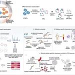 Nat Biomed Eng  | 中国科学院赵瑞芳在开发通用型肿瘤预防性纳米疫苗研究获进展