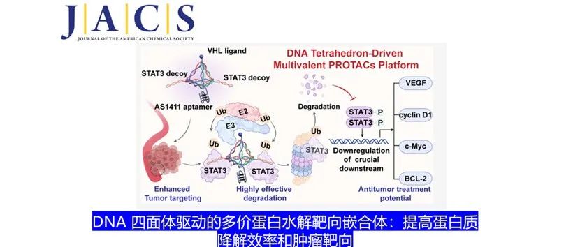 JACS | DNA 四面体驱动的多价蛋白水解靶向嵌合体：提高蛋白质降解效率和肿瘤靶向