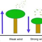 Nature Ecology&#8194;& Evolution | 华南植物园揭示全球尺度上风速与植物水力性状之间的关系