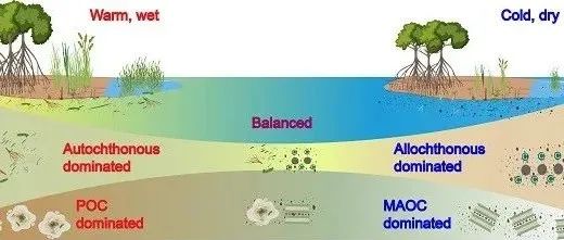 GCB | 烟台海岸带所在土壤蓝碳来源、组分和分子组成耦合研究方面取得新进展