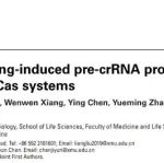 Nat Cardiovasc Res | 厦门大学刘亮教授团队发现CRISPR-Cas系统具备反式切割pre-crRNA活性