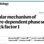 Nat Chem Biol | 中国科学技术大学项晟祺联合侯中怀课题组解码HSF1温度依赖性相分离机制