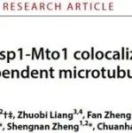 Sci Adv | 中国科学技术大学符传孩教授课题组揭示微管细胞骨架调控新机制