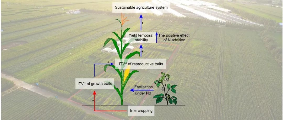 【课题组进展】Journal of Applied Ecology：间作驱动的功能性状可塑性增强了农田生态系统生产力时间稳定性