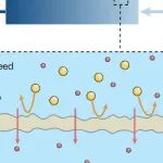 广东工业大学-膜材料 透析技术-高盐度有机废水处理 | Nature Water