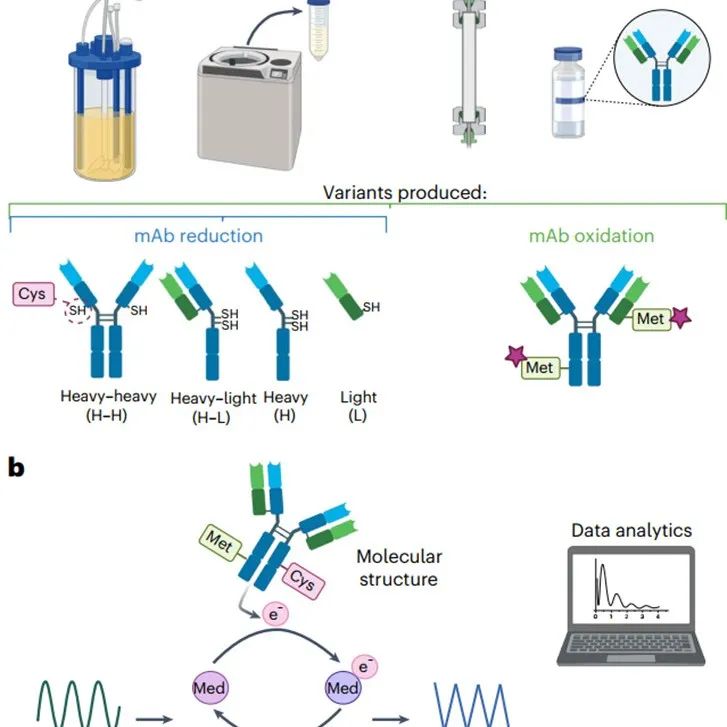 Nat. Chem. Biol. | 通过介质可及的氧化还原活性检测抗体结构特征