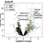 PNAS | 利用内吞体 IP 和溶酶体 IP 对神经元内溶酶体蛋白质组进行分析