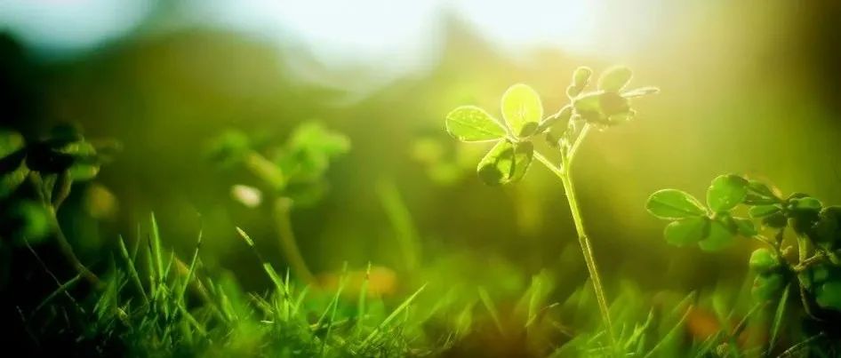 我国植物科学领域新年第二篇Nature Plants！